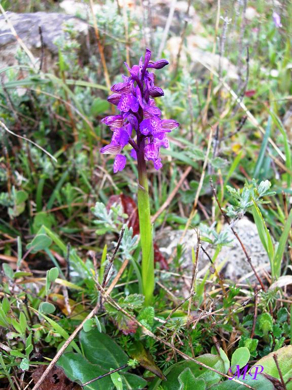 Orchidee dal Parco Naturale Regionale dei Monti Lucretili